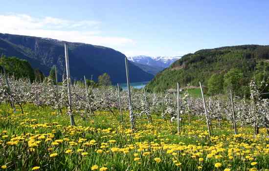 Det blømer i Hardanger